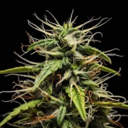 GOAT'lato Auto semi cannabis Royal Queen Seeds
