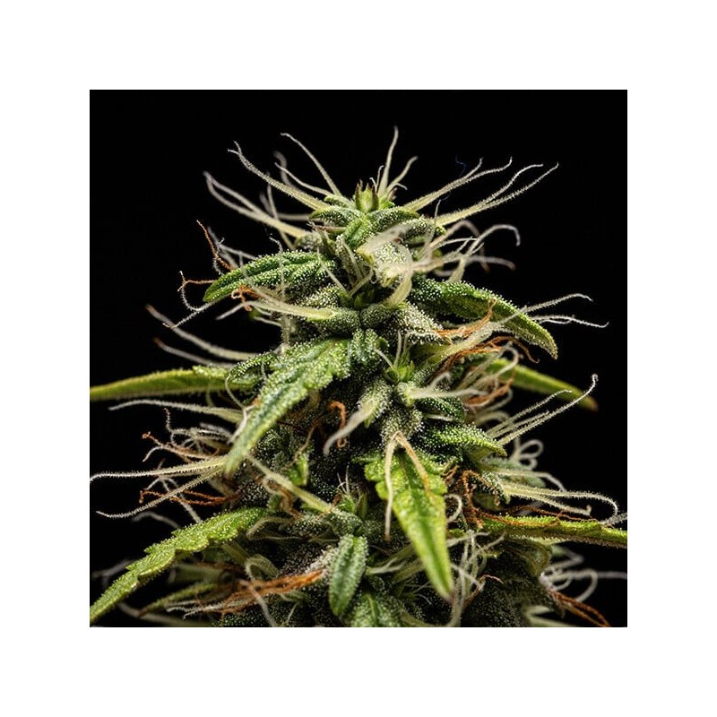 GOAT'lato Auto semi cannabis Royal Queen Seeds