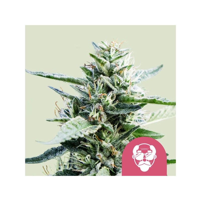 Granddaddy Purple semi cannabis Royal Queen Seeds