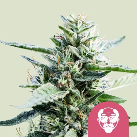 Granddaddy Purple semi cannabis Royal Queen Seeds