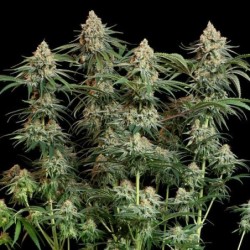 Granddaddy Purple semi cannabis Royal Queen Seeds