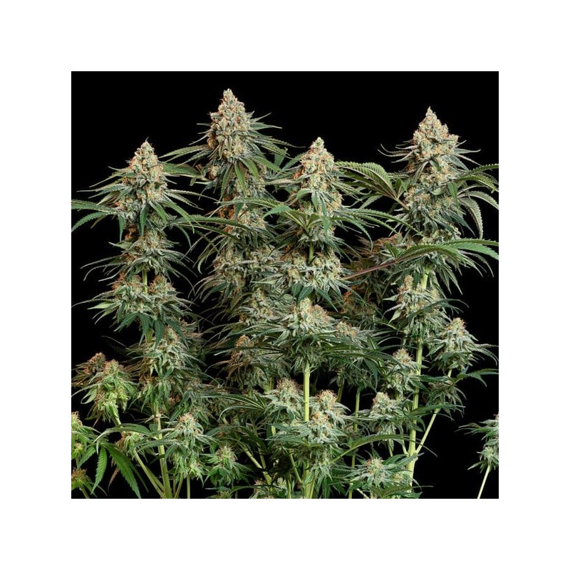 Granddaddy Purple semi cannabis Royal Queen Seeds