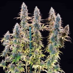 Granddaddy Purple semi cannabis Royal Queen Seeds