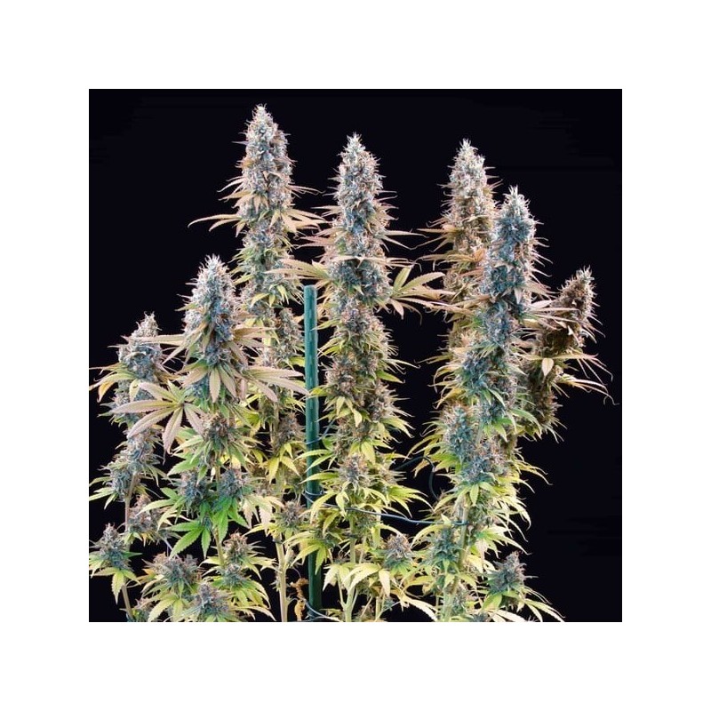 Granddaddy Purple semi cannabis Royal Queen Seeds