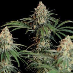 Granddaddy Purple semi cannabis Royal Queen Seeds