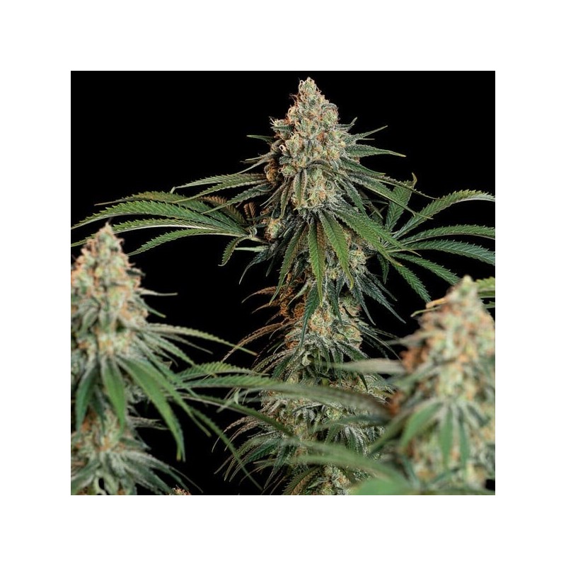 Granddaddy Purple semi cannabis Royal Queen Seeds