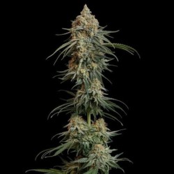 Granddaddy Purple semi cannabis Royal Queen Seeds