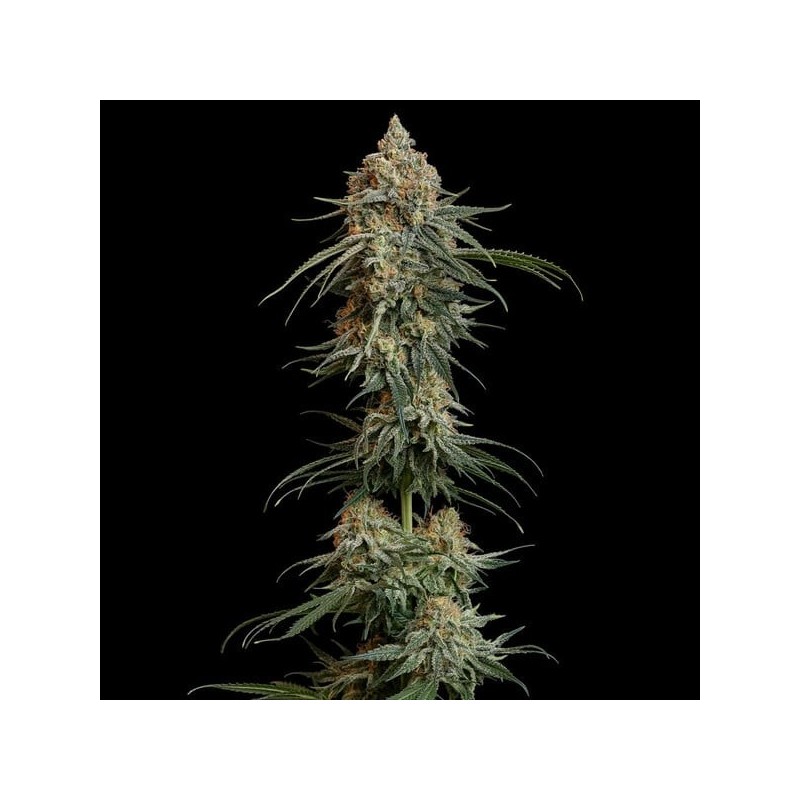 Granddaddy Purple semi cannabis Royal Queen Seeds
