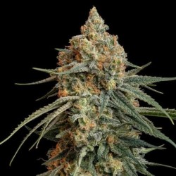 Granddaddy Purple semi cannabis Royal Queen Seeds