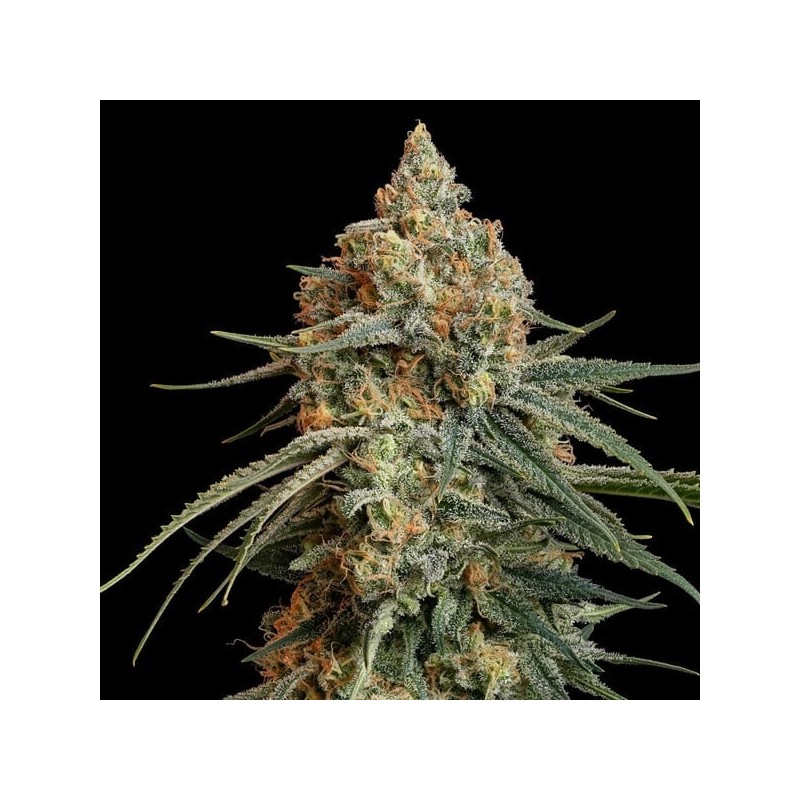 Granddaddy Purple semi cannabis Royal Queen Seeds