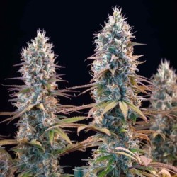 Granddaddy Purple semi cannabis Royal Queen Seeds