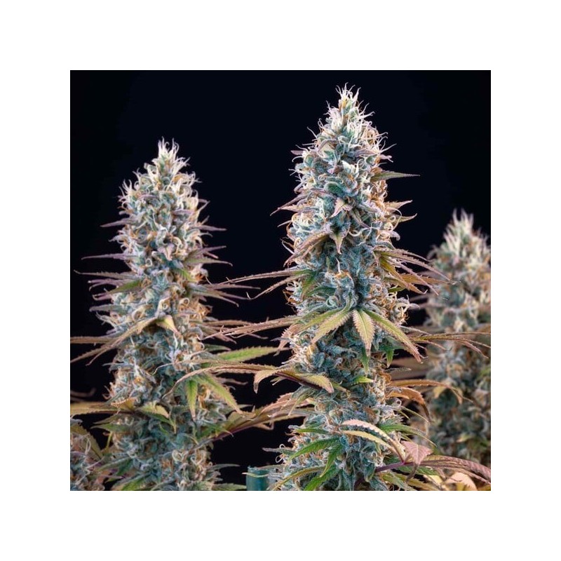 Granddaddy Purple semi cannabis Royal Queen Seeds