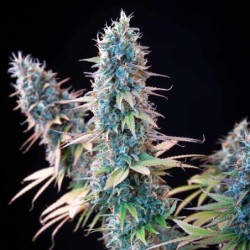 Granddaddy Purple semi cannabis Royal Queen Seeds