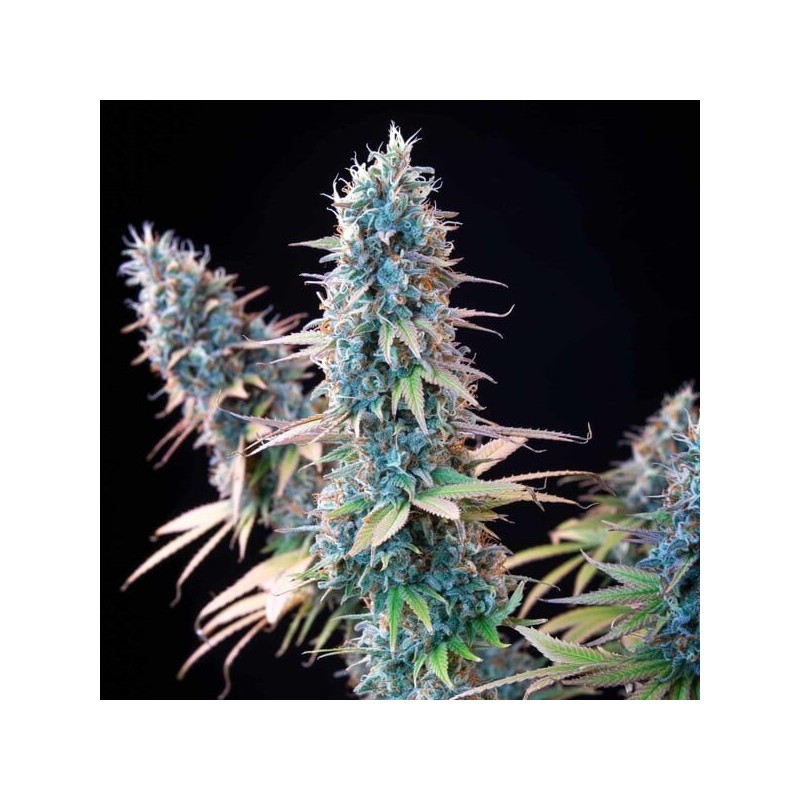 Granddaddy Purple semi cannabis Royal Queen Seeds