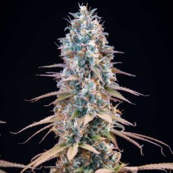Granddaddy Purple semi cannabis Royal Queen Seeds