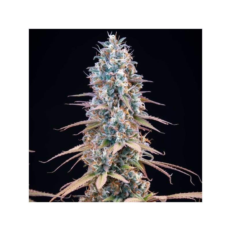 Granddaddy Purple semi cannabis Royal Queen Seeds