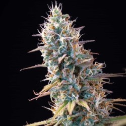 Granddaddy Purple semi cannabis Royal Queen Seeds
