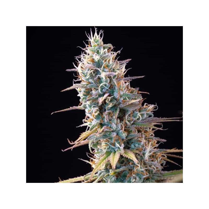 Granddaddy Purple semi cannabis Royal Queen Seeds