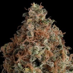 Granddaddy Purple semi cannabis Royal Queen Seeds