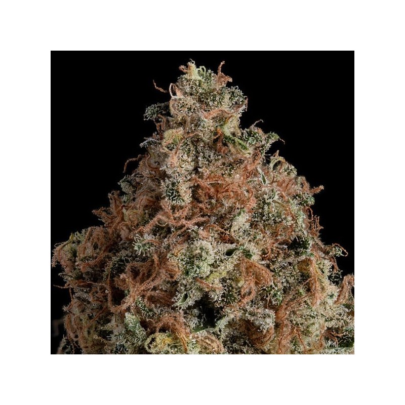 Granddaddy Purple semi cannabis Royal Queen Seeds
