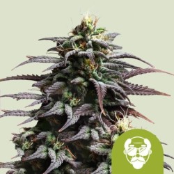 Granddaddy Purple Auto semi cannabis Royal Queen Seeds