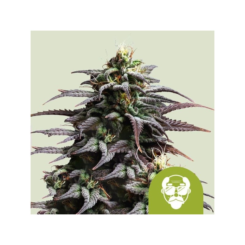 Granddaddy Purple Auto semi cannabis Royal Queen Seeds
