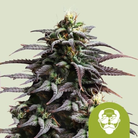Granddaddy Purple Auto semi cannabis Royal Queen Seeds