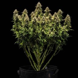 Granddaddy Purple Auto semi cannabis Royal Queen Seeds