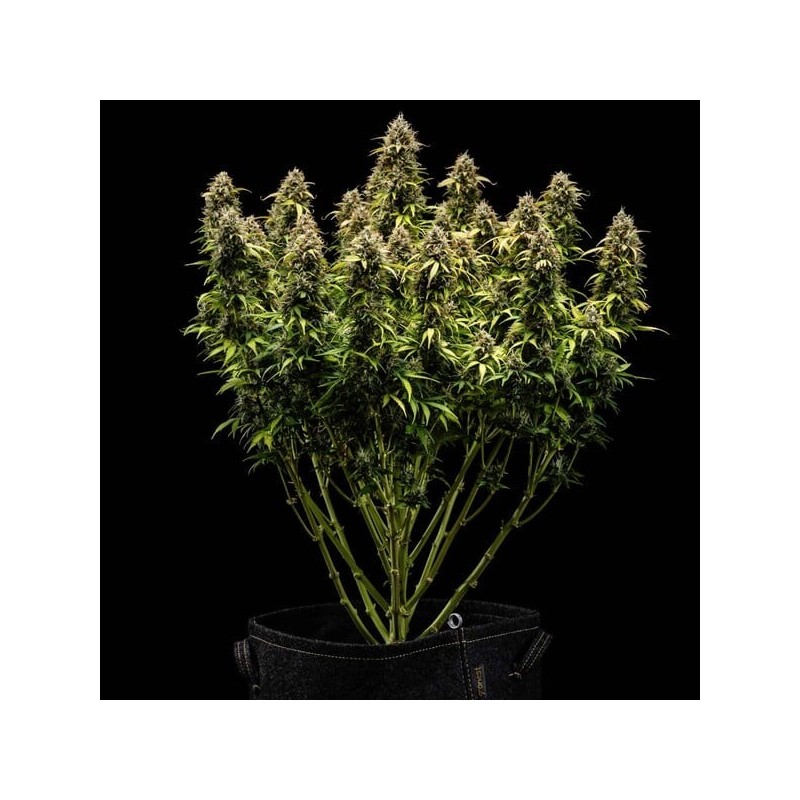 Granddaddy Purple Auto semi cannabis Royal Queen Seeds