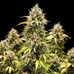 Granddaddy Purple Auto semi cannabis Royal Queen Seeds