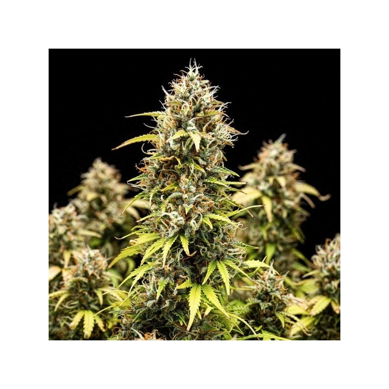 Granddaddy Purple Auto semi cannabis Royal Queen Seeds