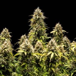 Granddaddy Purple Auto semi cannabis Royal Queen Seeds