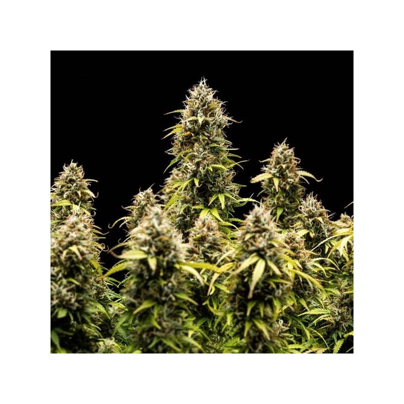 Granddaddy Purple Auto semi cannabis Royal Queen Seeds
