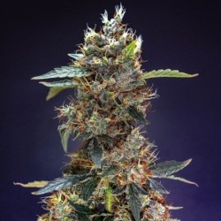Granddaddy Purple Auto semi cannabis Royal Queen Seeds