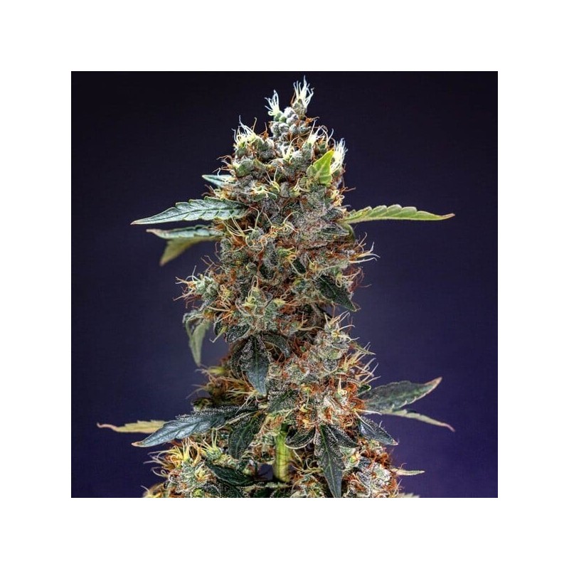 Granddaddy Purple Auto semi cannabis Royal Queen Seeds