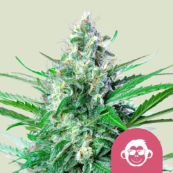 Grape Ape semi cannabis Royal Queen Seeds
