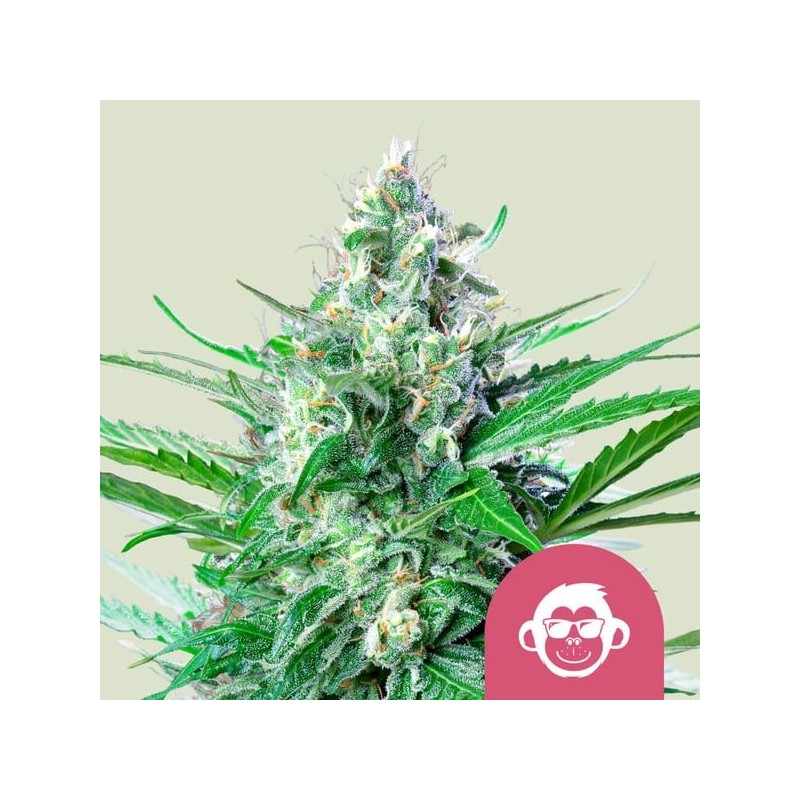 Grape Ape semi cannabis Royal Queen Seeds