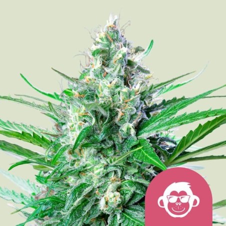 Grape Ape semi cannabis Royal Queen Seeds