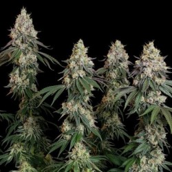 Grape Ape semi cannabis Royal Queen Seeds