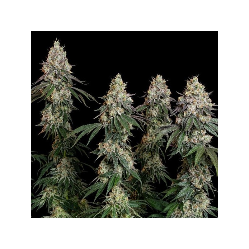 Grape Ape semi cannabis Royal Queen Seeds