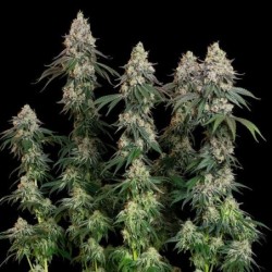 Grape Ape semi cannabis Royal Queen Seeds