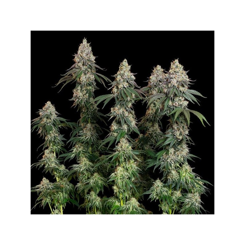 Grape Ape semi cannabis Royal Queen Seeds