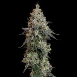 Grape Ape semi cannabis Royal Queen Seeds