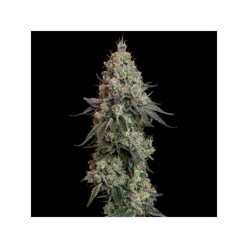 Grape Ape semi cannabis Royal Queen Seeds