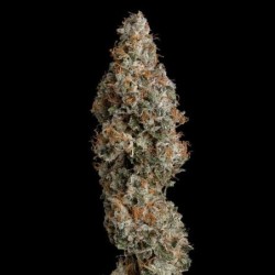 Grape Ape semi cannabis Royal Queen Seeds