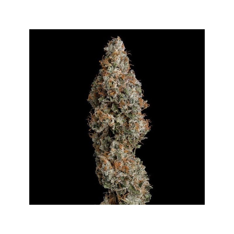 Grape Ape semi cannabis Royal Queen Seeds