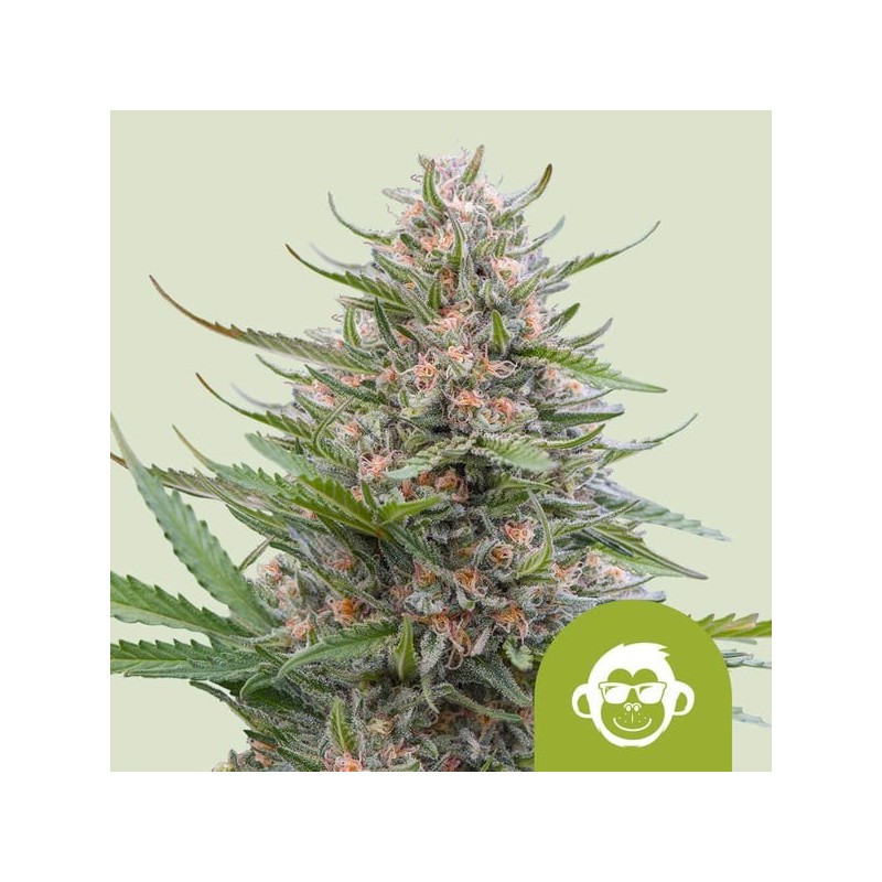 Grape Ape Auto semi cannabis Royal Queen Seeds