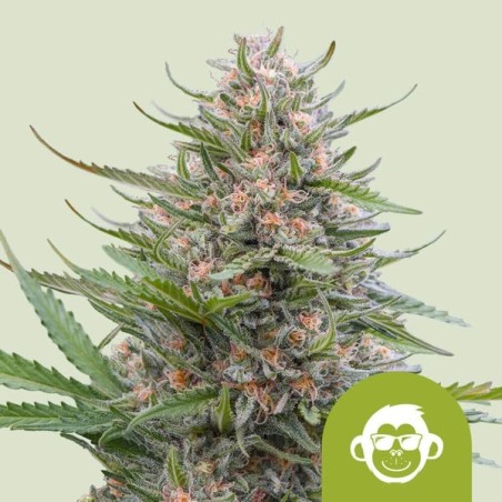 Grape Ape Auto semi cannabis Royal Queen Seeds
