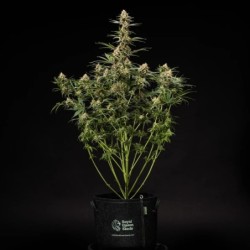 Grape Ape Auto semi cannabis Royal Queen Seeds