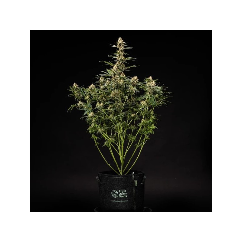 Grape Ape Auto semi cannabis Royal Queen Seeds